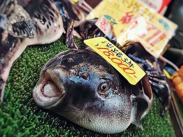 日本的十大名魚:日本十大名魚 龍魚百科 第13張 日本的十大名魚:日本十大名魚 日本的十大名魚:日本十大名魚 龍魚百科 第13張