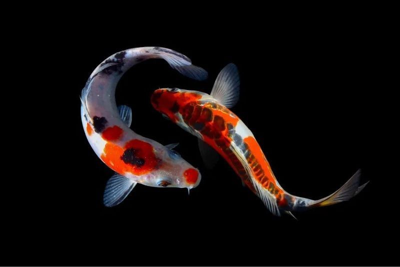日本的十大名魚:日本十大名魚 龍魚百科 第25張 日本的十大名魚:日本十大名魚 日本的十大名魚:日本十大名魚 龍魚百科 第25張