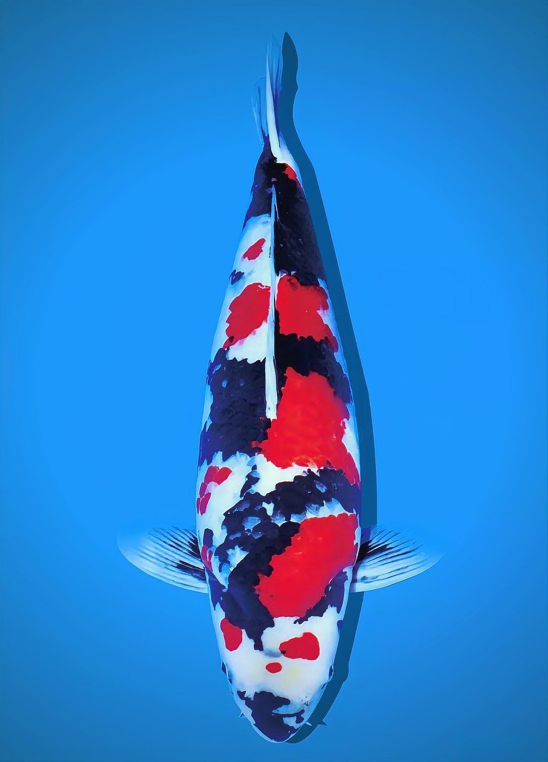 日本的十大名魚:日本十大名魚 龍魚百科 第27張 日本的十大名魚:日本十大名魚 日本的十大名魚:日本十大名魚 龍魚百科 第27張