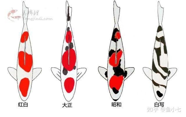 日本的十大名魚:日本十大名魚 龍魚百科 第29張 日本的十大名魚:日本十大名魚 日本的十大名魚:日本十大名魚 龍魚百科 第29張
