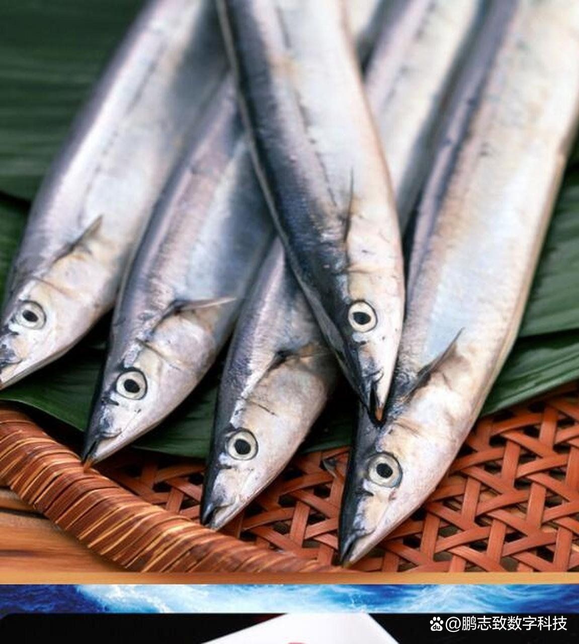 日本的十大名魚:日本十大名魚 龍魚百科 第23張 日本的十大名魚:日本十大名魚 日本的十大名魚:日本十大名魚 龍魚百科 第23張