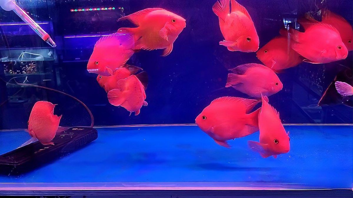 養魚養七條好還是五條好：家中養魚為何多選7條或9條或9條揭秘背后的原因