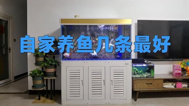 養魚養七條好還是五條好：家中養魚為何多選7條或9條或9條揭秘背后的原因