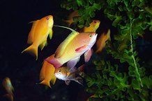紅龍魚多少錢一斤：紅龍魚價格2688貴嗎紅龍魚價格為何堪比保時捷