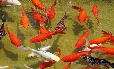 家庭混養魚的搭配：家庭混養魚需兼顧觀賞性與生態平衡關鍵在于科學搭配 家庭混養魚的搭配：家庭混養魚需兼顧觀賞性與生態平衡關鍵在于科學搭配 全國水族館企業名錄 第9張