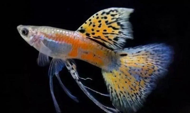 家庭混養魚的搭配：家庭混養魚需兼顧觀賞性與生態平衡關鍵在于科學搭配 家庭混養魚的搭配：家庭混養魚需兼顧觀賞性與生態平衡關鍵在于科學搭配 全國水族館企業名錄 第29張
