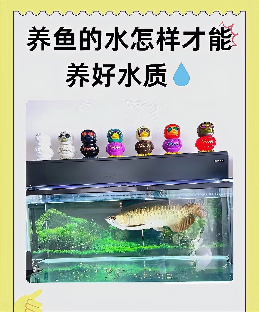 家庭混養魚的搭配：家庭混養魚需兼顧觀賞性與生態平衡關鍵在于科學搭配 家庭混養魚的搭配：家庭混養魚需兼顧觀賞性與生態平衡關鍵在于科學搭配 全國水族館企業名錄 第23張