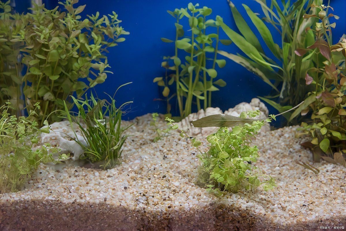 臨沂魚缸維護(hù):臨沂地區(qū)魚缸科學(xué)維護(hù)全攻略 全國水族館企業(yè)名錄 第5張 臨沂魚缸維護(hù):臨沂地區(qū)魚缸科學(xué)維護(hù)全攻略 臨沂魚缸維護(hù):臨沂地區(qū)魚缸科學(xué)維護(hù)全攻略 全國水族館企業(yè)名錄 第5張