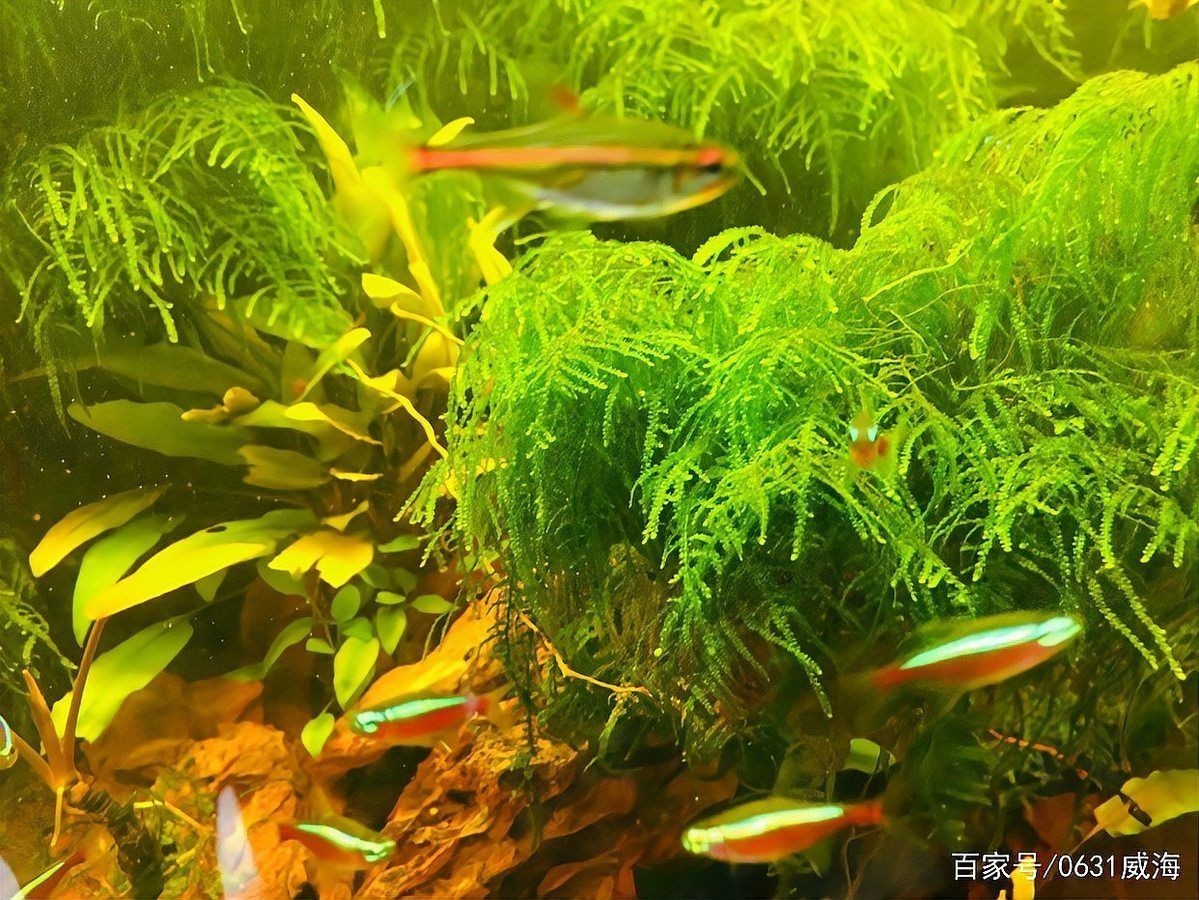 威海魚缸定做：威海魚缸定做服務