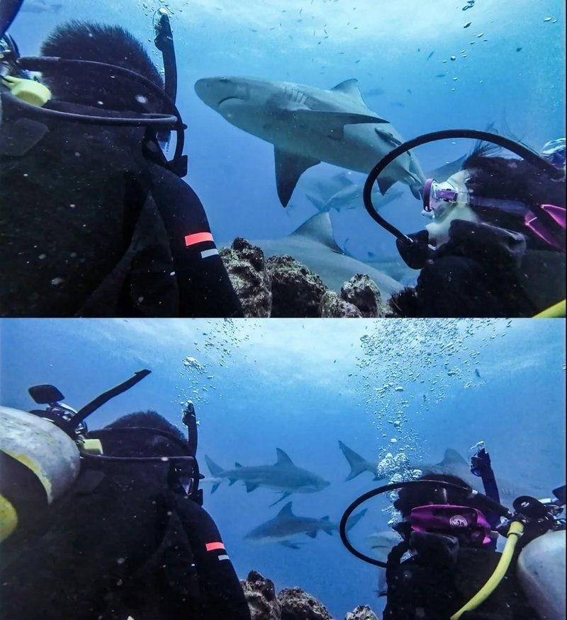 金沙鯊魚：“金沙鯊魚”的綜合性信息整理如下結(jié)合生物學特性