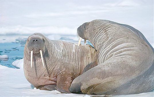海象吃什么食物為主：海象:北極的巨型海洋生物