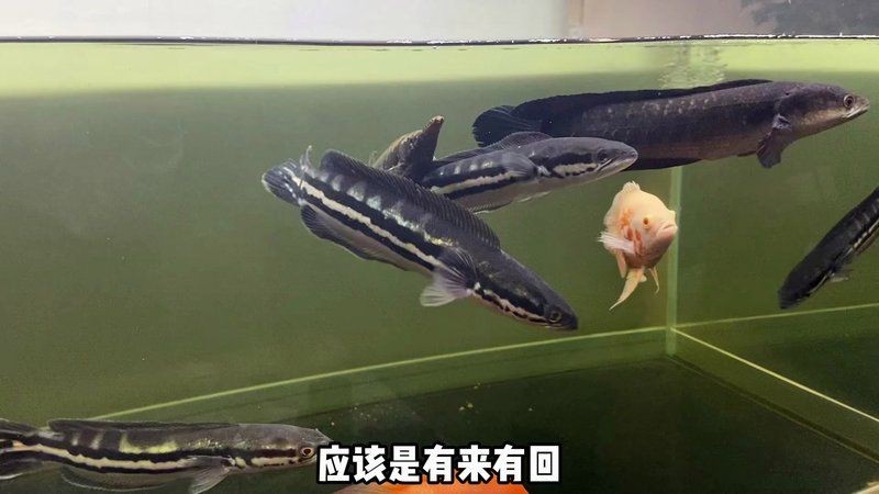 金塵雷龍魚兇猛魚：金塵雷龍魚的兇猛特性與其生存策略緊密相關飼養指南