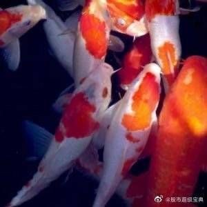 家里養7紋鯉吉利嗎：關于家中飼養七紋鯉是否吉利的問題需結合傳統文化與現實考量進行分析