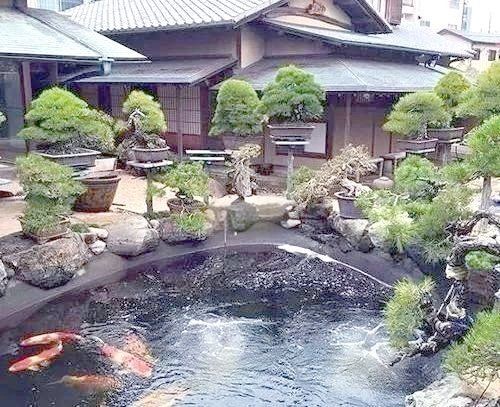 家里養7紋鯉吉利嗎：關于家中飼養七紋鯉是否吉利的問題需結合傳統文化與現實考量進行分析
