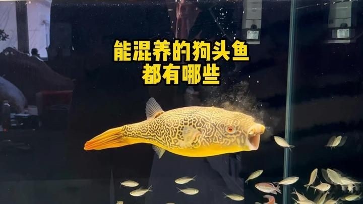 狗頭魚一生認幾個主人：《狗頭魚一生認幾個主人》