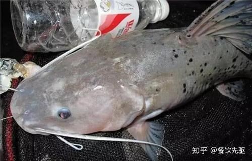 很像鯰魚的一種無鱗魚：芝麻劍魚、叉尾鮰魚、叉尾鮰魚、叉尾鮰魚、叉尾鮰魚
