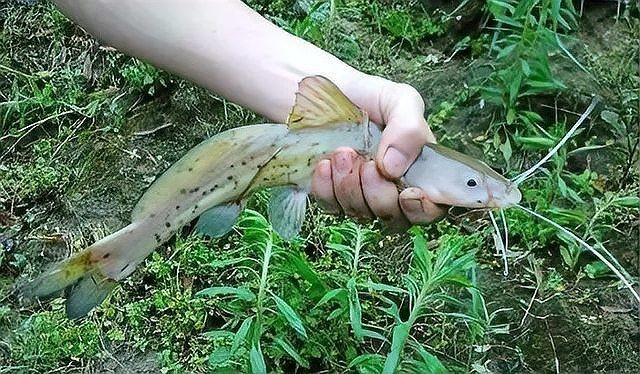 很像鯰魚的一種無鱗魚：芝麻劍魚、叉尾鮰魚、叉尾鮰魚、叉尾鮰魚、叉尾鮰魚
