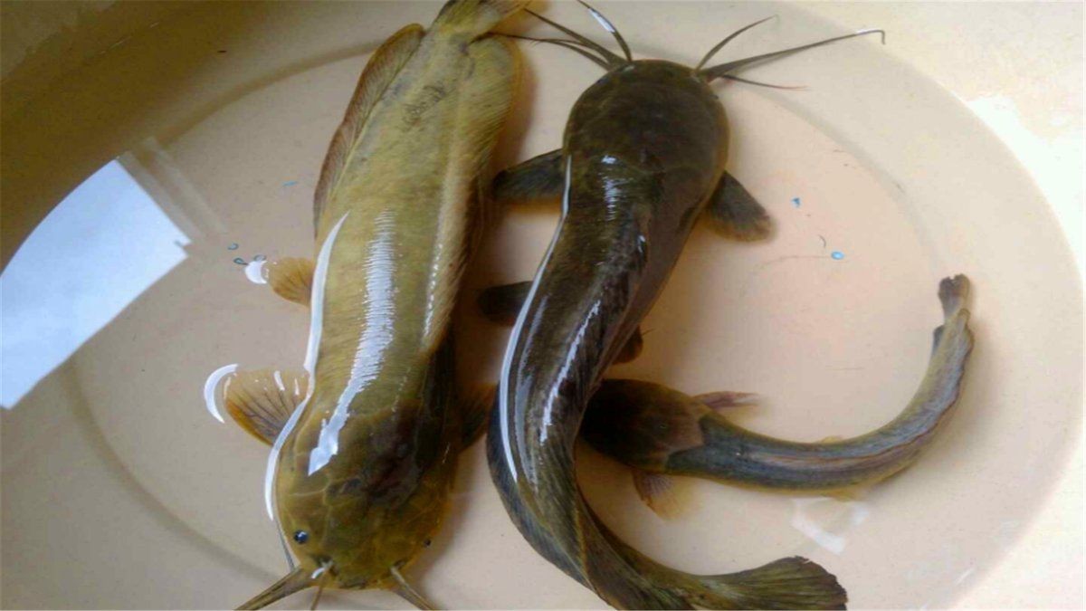 很像鯰魚的一種無鱗魚：芝麻劍魚、叉尾鮰魚、叉尾鮰魚、叉尾鮰魚、叉尾鮰魚