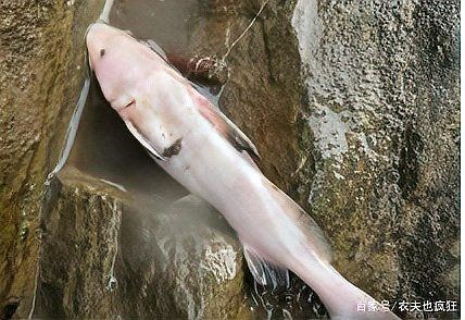 很像鯰魚的一種無鱗魚：芝麻劍魚、叉尾鮰魚、叉尾鮰魚、叉尾鮰魚、叉尾鮰魚