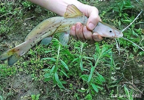 很像鯰魚的一種無鱗魚：芝麻劍魚、叉尾鮰魚、叉尾鮰魚、叉尾鮰魚、叉尾鮰魚
