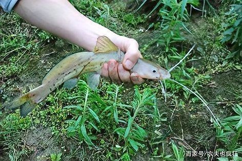 很像鯰魚的一種無鱗魚：芝麻劍魚、叉尾鮰魚、叉尾鮰魚、叉尾鮰魚、叉尾鮰魚