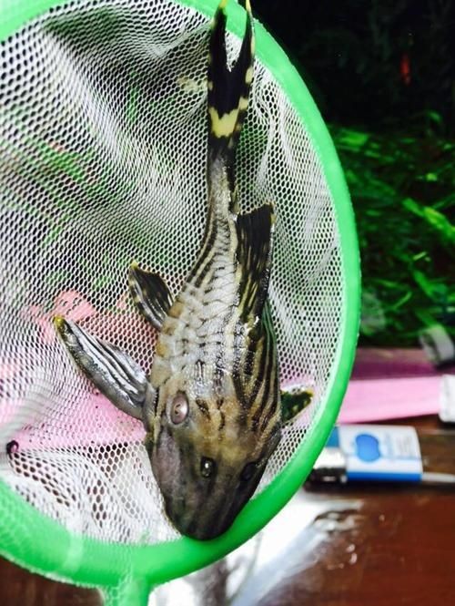 哥白皇冠豹是哪個(gè)國(guó)家的：“哥白皇冠豹”并非正式學(xué)名，其名稱存在一定誤解，經(jīng)核實(shí)