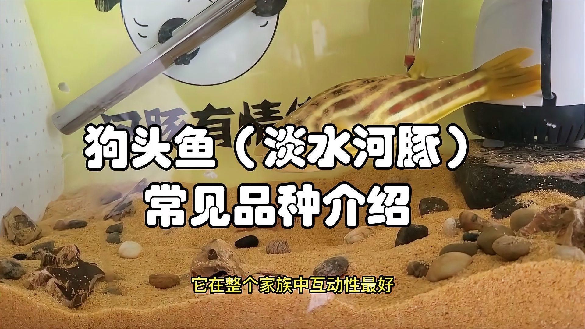 狗頭魚什么品種最好：“狗頭魚什么品種最好”需綜合考量養(yǎng)殖目的與實際條件