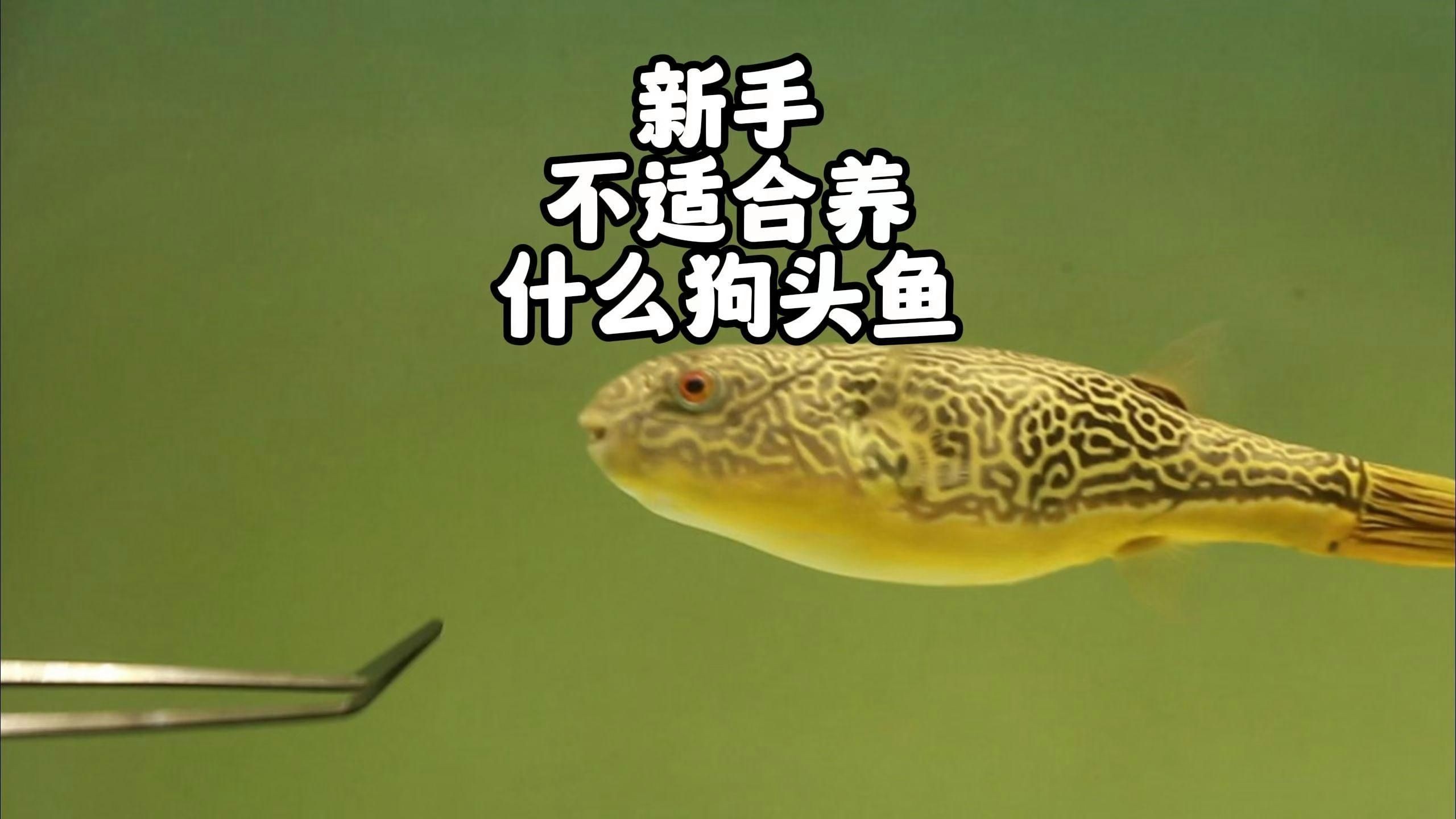 狗頭魚什么品種最好：“狗頭魚什么品種最好”需綜合考量養(yǎng)殖目的與實際條件