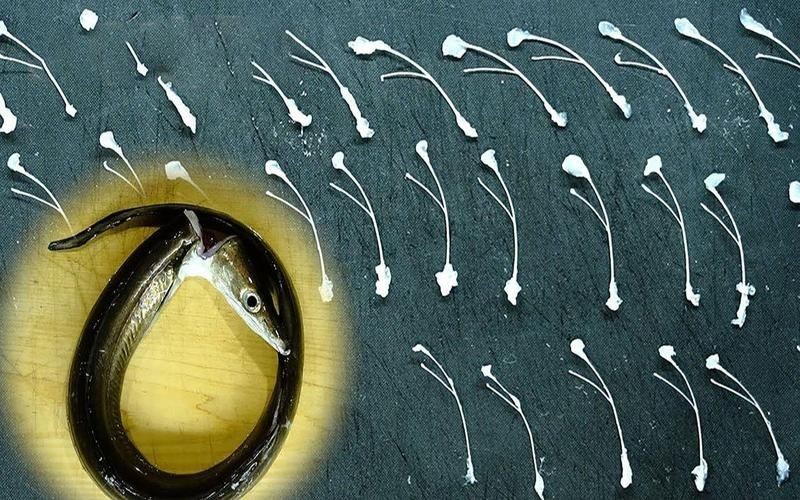 海鰻魚(yú)去刺圖解：*《海鰻魚(yú)去刺圖解》*詳細(xì)圖解