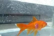 甲硝唑能殺魚寄生蟲嗎：甲硝唑對哪些魚類寄生蟲有效