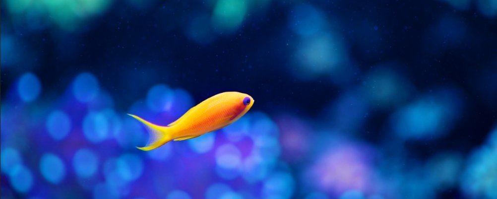 甲硝唑能殺魚寄生蟲嗎：甲硝唑對哪些魚類寄生蟲有效