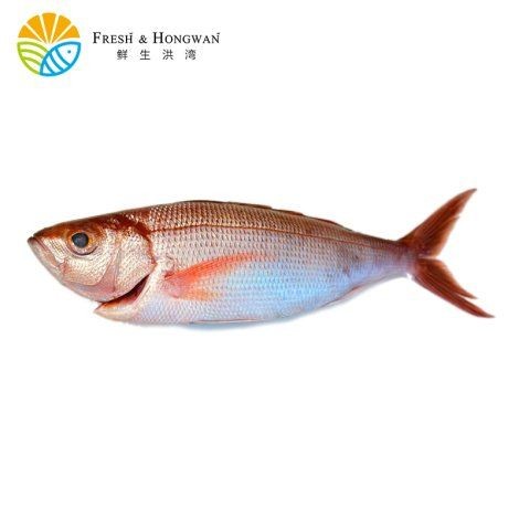 歌利魚多少錢一斤：“歌利魚多少錢一斤”是消費者關(guān)注的核心問題其價格