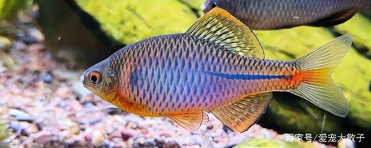 家里養(yǎng)鳑鲏魚不吉利的原因：養(yǎng)殖民間觀念中[需手動填充][需手動填充]魚被視為不吉利的實質(zhì)是不吉利的
