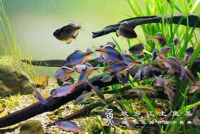 家里養(yǎng)鳑鲏魚不吉利的原因：養(yǎng)殖民間觀念中[需手動填充][需手動填充]魚被視為不吉利的實質(zhì)是不吉利的