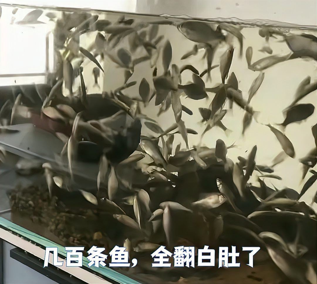 家里養(yǎng)鳑鲏魚不吉利的原因：養(yǎng)殖民間觀念中[需手動填充][需手動填充]魚被視為不吉利的實質(zhì)是不吉利的