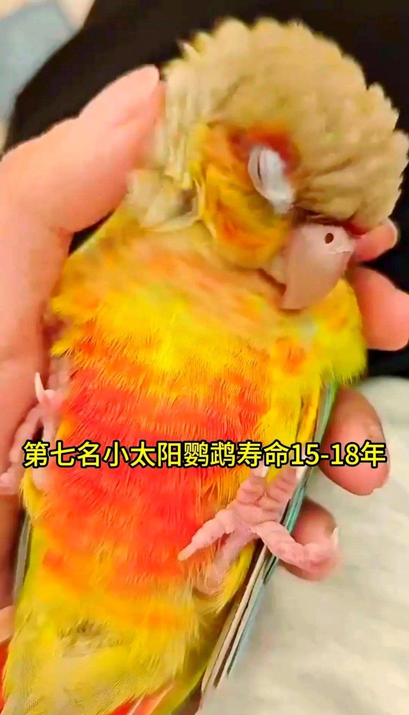 金剛鸚鵡一只多少元：金剛鸚鵡價(jià)格一般多少錢一只