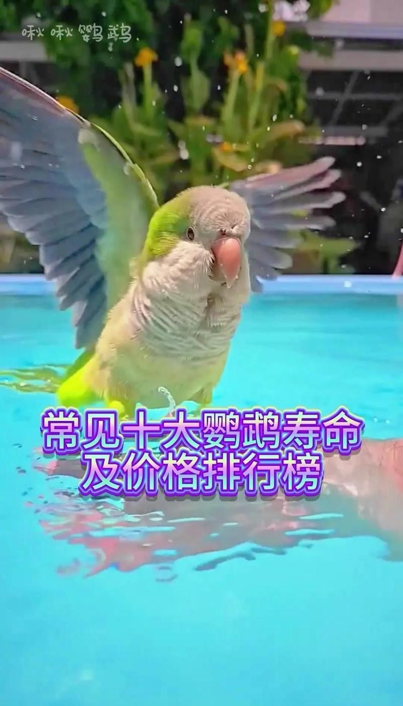 金剛鸚鵡一只多少元：金剛鸚鵡價(jià)格一般多少錢一只