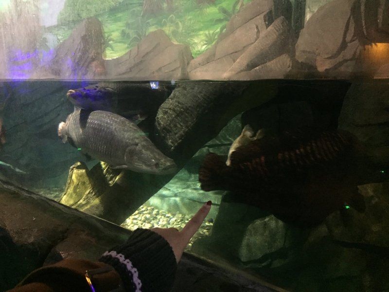 徐州水族店：徐州最大的水族館 徐州水族店：徐州最大的水族館 全國水族館企業名錄 第8張