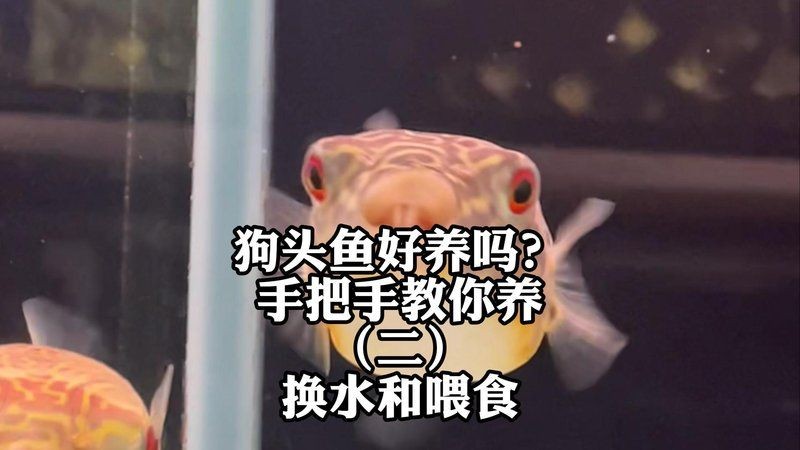狗頭魚(yú)會(huì)咬人手指嗎：淺析魚(yú)類攻擊行為,光明網(wǎng),狗頭魚(yú)好養(yǎng)嗎