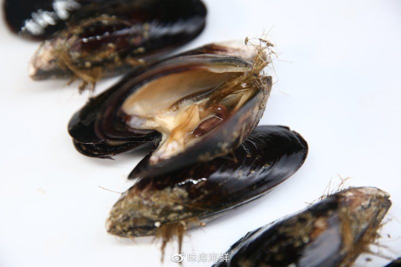 海夫人是什么海鮮:“海夫人”名稱的由來 龍魚論壇 第1張 海夫人是什么海鮮:“海夫人”名稱的由來 海夫人是什么海鮮:“海夫人”名稱的由來 龍魚論壇 第1張