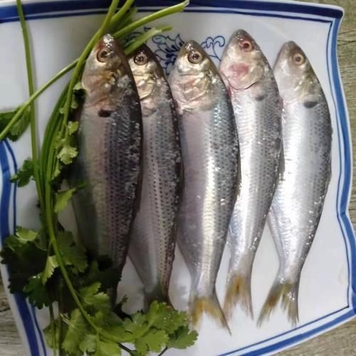 海刺魚圖片:**《海刺魚圖片》* 龍魚論壇 第2張 海刺魚圖片:**《海刺魚圖片》* 海刺魚圖片:**《海刺魚圖片》* 龍魚論壇 第2張