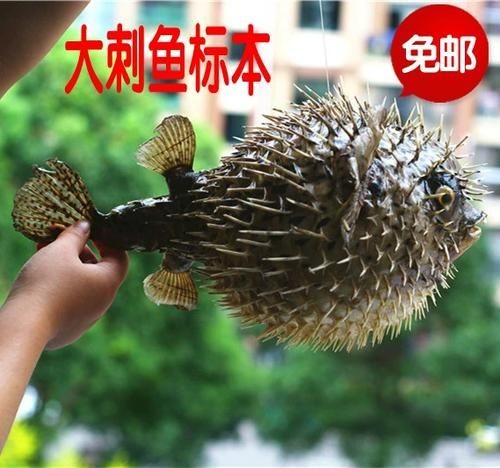 海刺魚圖片:**《海刺魚圖片》* 龍魚論壇 第3張 海刺魚圖片:**《海刺魚圖片》* 海刺魚圖片:**《海刺魚圖片》* 龍魚論壇 第3張