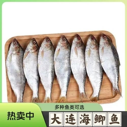 海刺魚圖片:**《海刺魚圖片》* 龍魚論壇 第1張 海刺魚圖片:**《海刺魚圖片》* 海刺魚圖片:**《海刺魚圖片》* 龍魚論壇 第1張