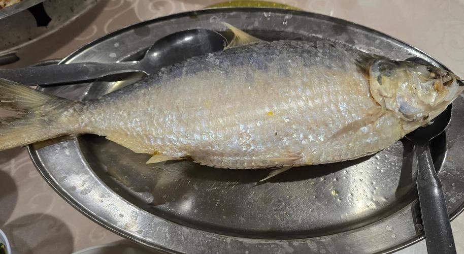 海刺魚圖片:**《海刺魚圖片》* 龍魚論壇 第14張 海刺魚圖片:**《海刺魚圖片》* 海刺魚圖片:**《海刺魚圖片》* 龍魚論壇 第14張