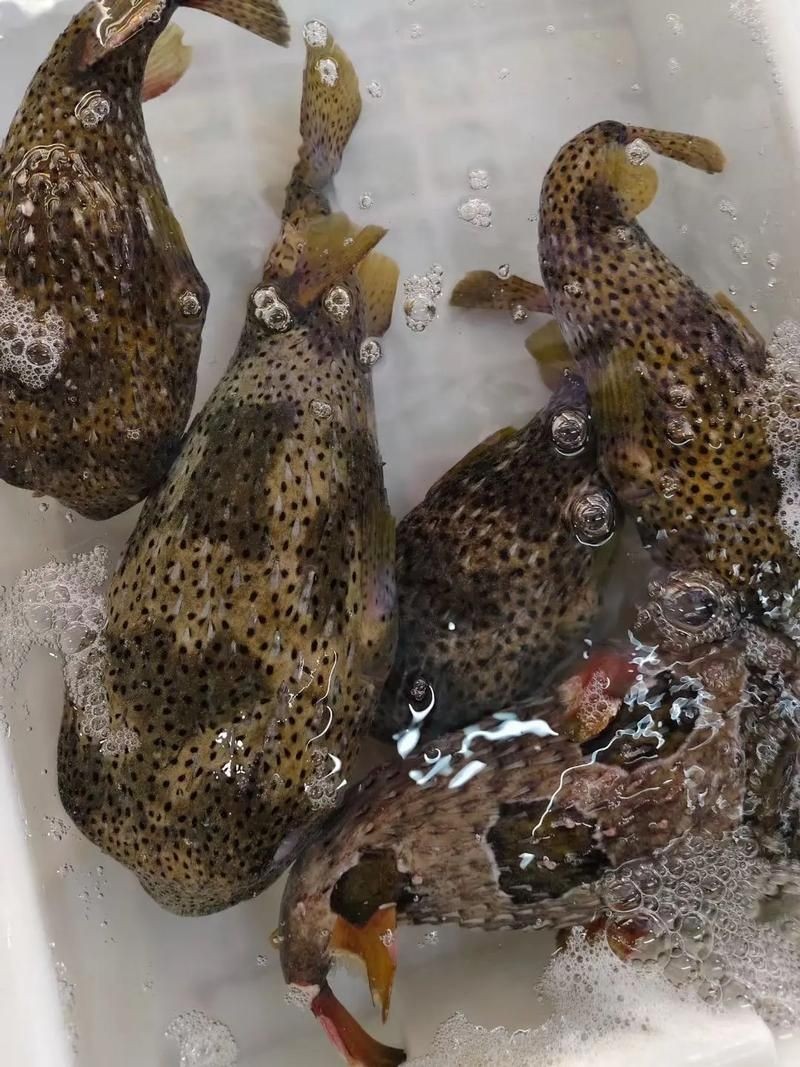 海刺魚圖片:**《海刺魚圖片》* 龍魚論壇 第7張 海刺魚圖片:**《海刺魚圖片》* 海刺魚圖片:**《海刺魚圖片》* 龍魚論壇 第7張
