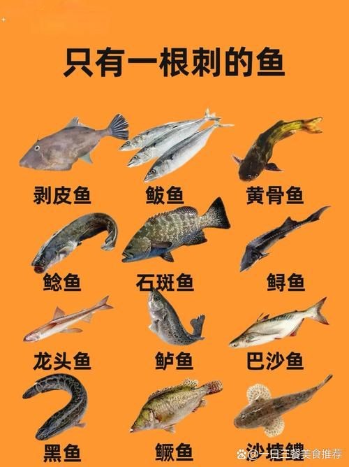 海刺魚圖片:**《海刺魚圖片》* 龍魚論壇 第8張 海刺魚圖片:**《海刺魚圖片》* 海刺魚圖片:**《海刺魚圖片》* 龍魚論壇 第8張