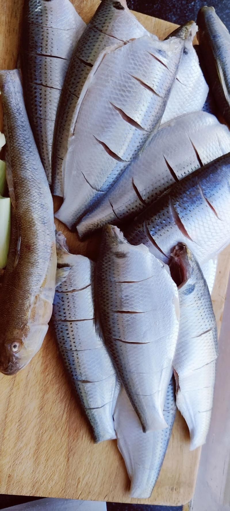 海刺魚圖片:**《海刺魚圖片》* 龍魚論壇 第25張 海刺魚圖片:**《海刺魚圖片》* 海刺魚圖片:**《海刺魚圖片》* 龍魚論壇 第25張