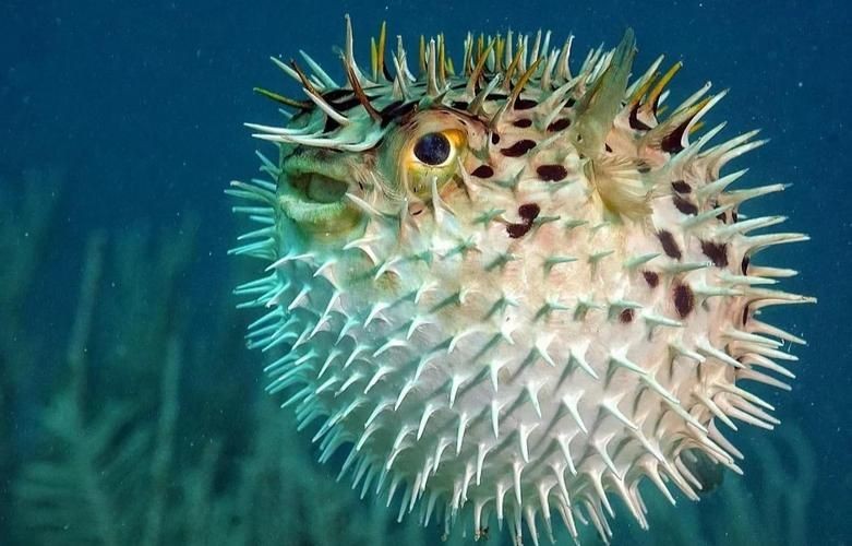 海刺魚圖片:**《海刺魚圖片》* 龍魚論壇 第5張 海刺魚圖片:**《海刺魚圖片》* 海刺魚圖片:**《海刺魚圖片》* 龍魚論壇 第5張