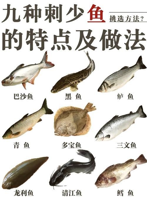 海刺魚圖片:**《海刺魚圖片》* 龍魚論壇 第21張 海刺魚圖片:**《海刺魚圖片》* 海刺魚圖片:**《海刺魚圖片》* 龍魚論壇 第21張