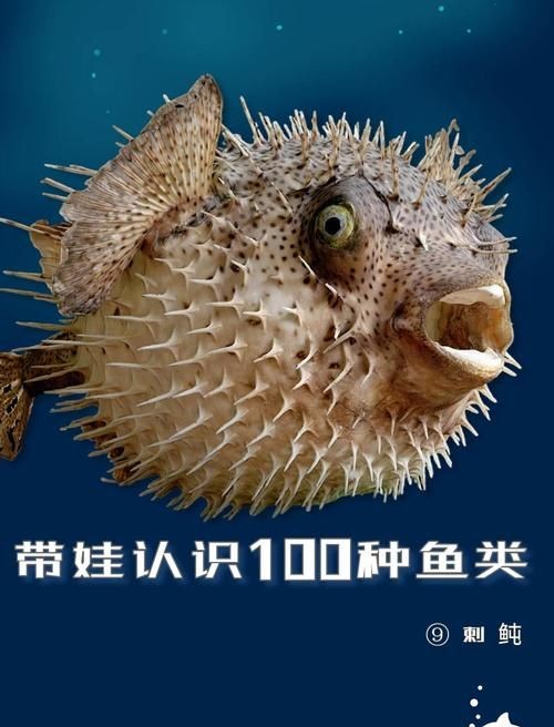 海刺魚圖片:**《海刺魚圖片》* 龍魚論壇 第6張 海刺魚圖片:**《海刺魚圖片》* 海刺魚圖片:**《海刺魚圖片》* 龍魚論壇 第6張